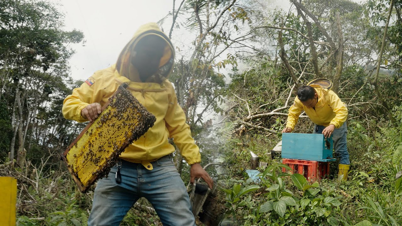 Mira el desarrollo de estos núcleos en poco tiempo. 🐝