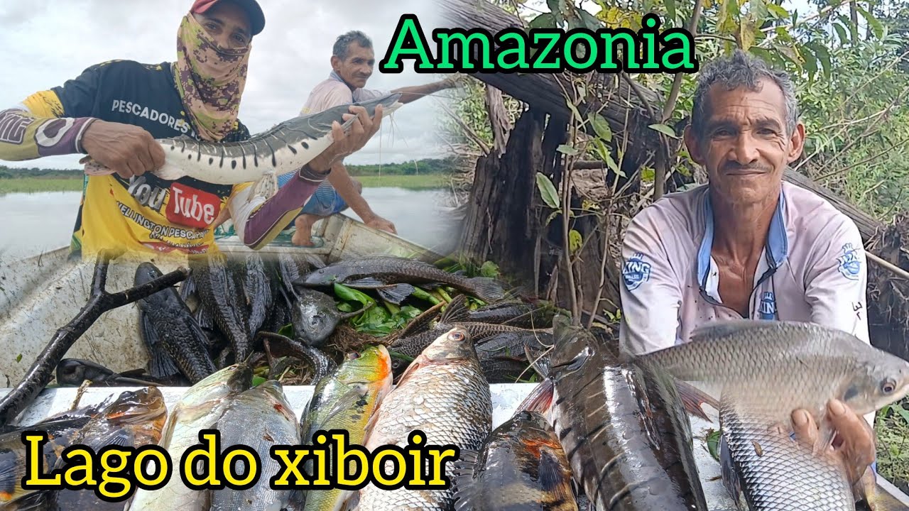 #amazônia.pescaria selvagem no lago do xibuir muita fartura