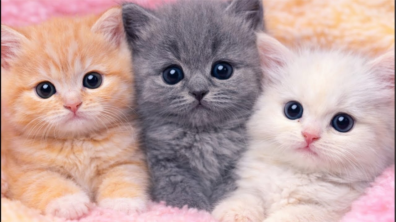 Live Cute Baby Kitten 😻🐾[68]  #ytshorts cat #ytshorts #livestream #live #foryou #viralvideo #view