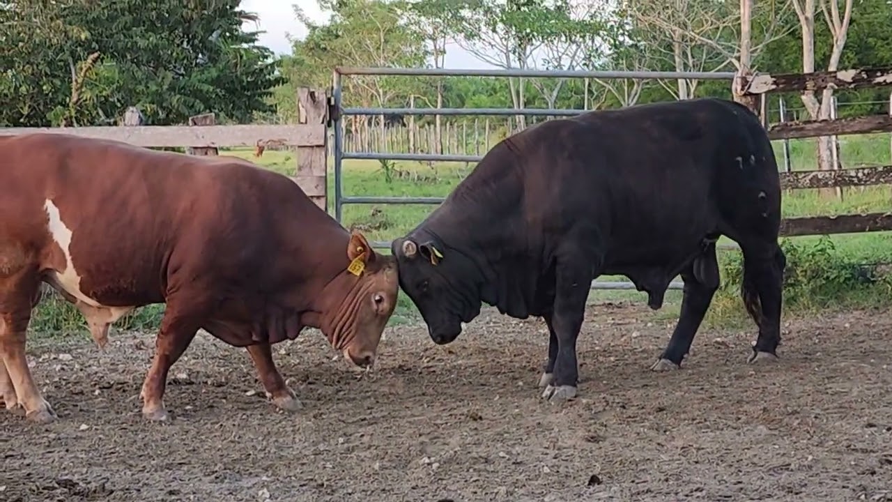 Llegando sementales beefmaster al rancho la Mina 3 Feb 2023
