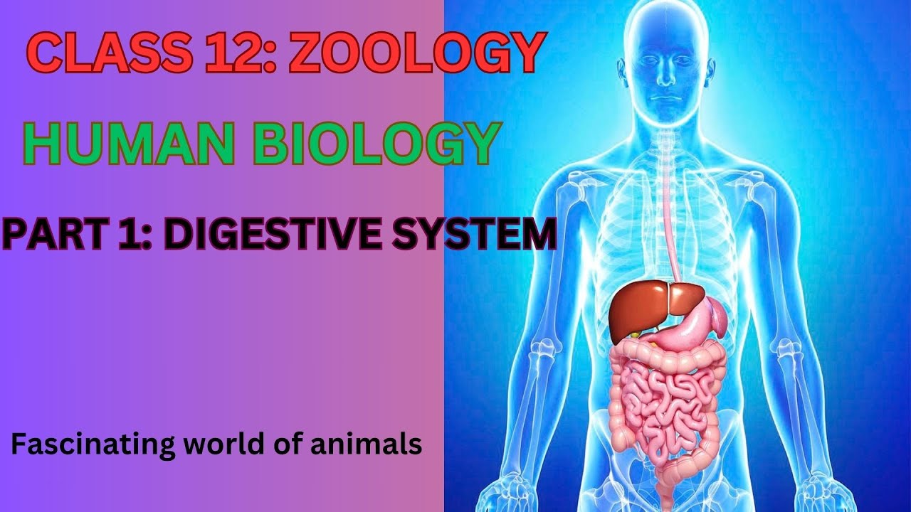 NEB| CLASS 12: ZOOLOGY| HUMAN BIOLOGY| DIGESTIVE SYSTEM