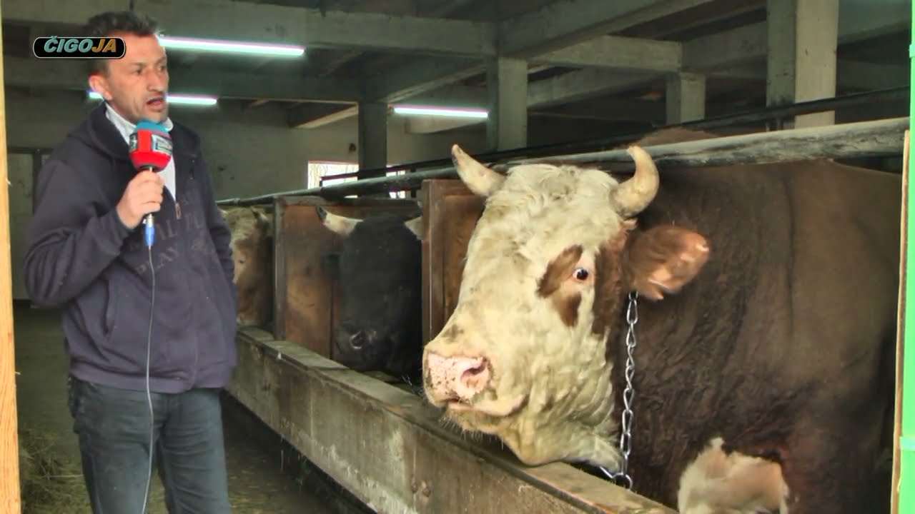 - BIKOVI BODACI MESNE INDUSTRIJE BAJRA KUTANJA DONJI VAKUF 2021