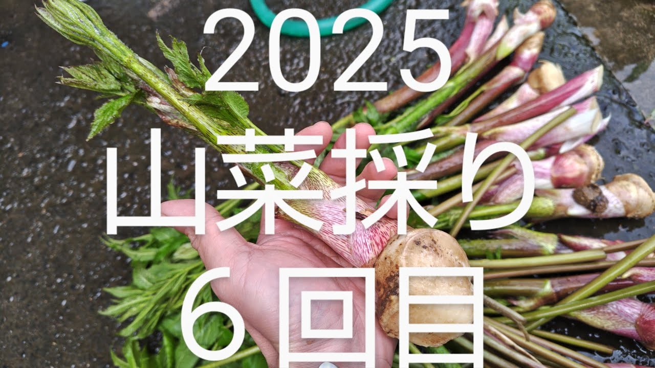 2025 山菜採り ６回目