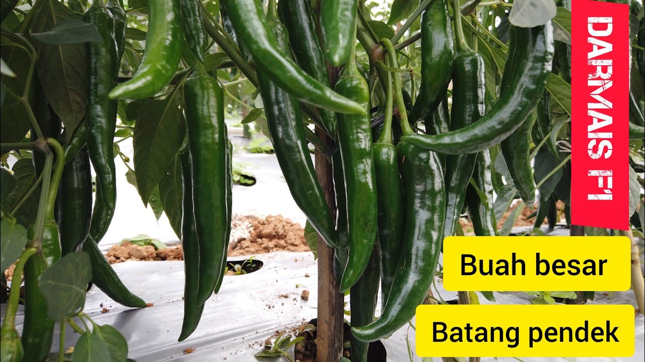 Cabe Darmais F1 Buah Jumbo dan Sangat Lebat