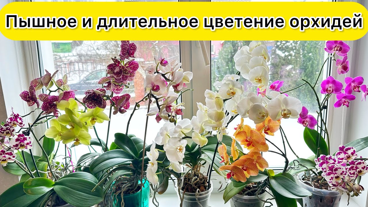 Секрет пышного цветения орхидей раскрыт | 30 бутонов одновременно