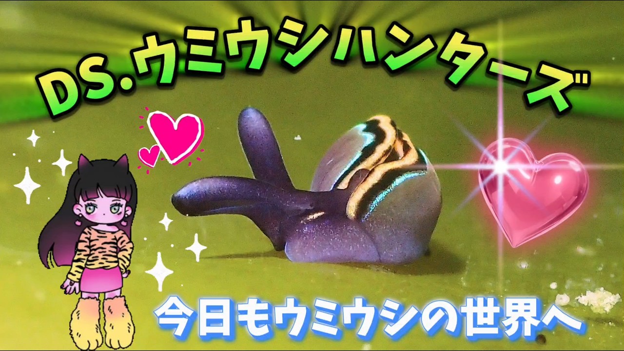 DIVING SHOPウミウシハンターズ 20260127 城ヶ島水域でのウミウシダイビング。ログブックになるように何かしゃべりながらのウミウシ紹介。ウミウシならウミウシハンターズです。