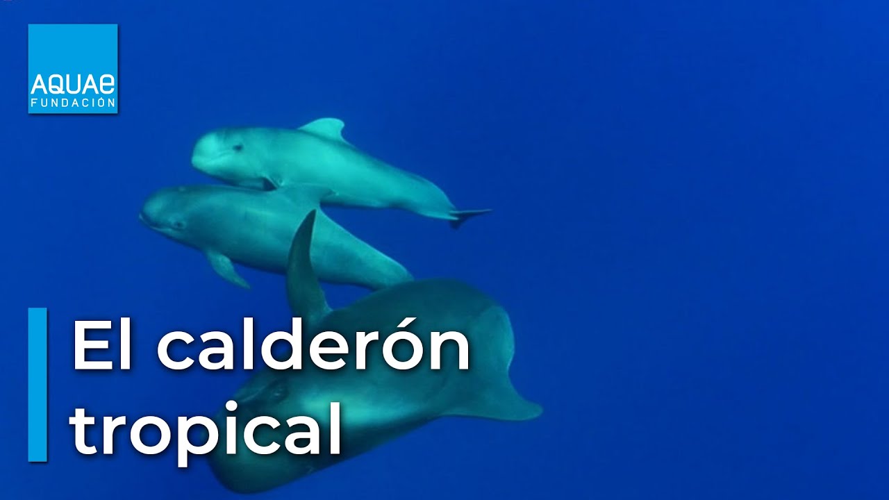 El CALDERÓN TROPICAL de TENERIFE, en peligro
