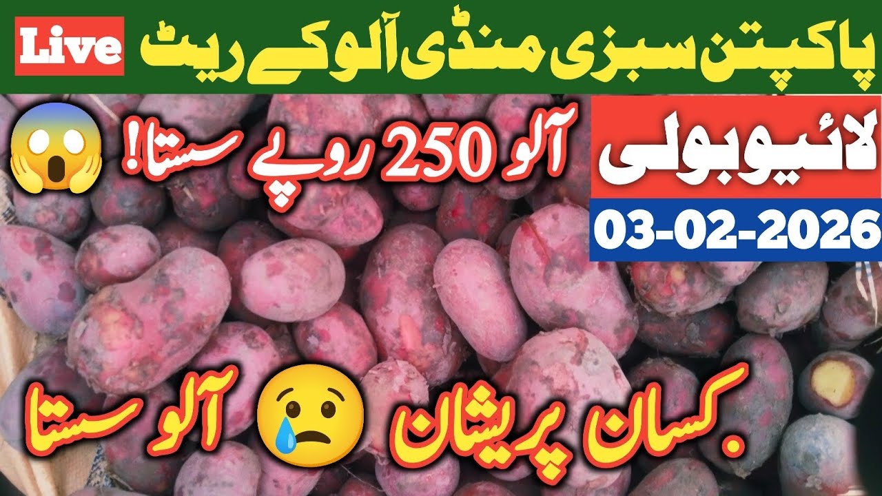 Potato Prices Drop by Rs 250 Today 😱 | Red & White Potato Rates in Pakpattan Sabzi Mandi