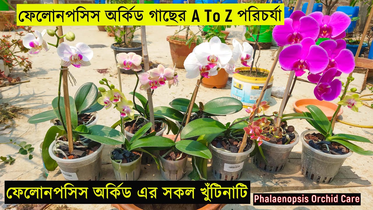 ফেলোনপসিস অর্কিড গাছের A To Z পরিচর্যা । ভয় না পেয়ে ফেলোনপসিস গাছ করুন খুব সহজে |