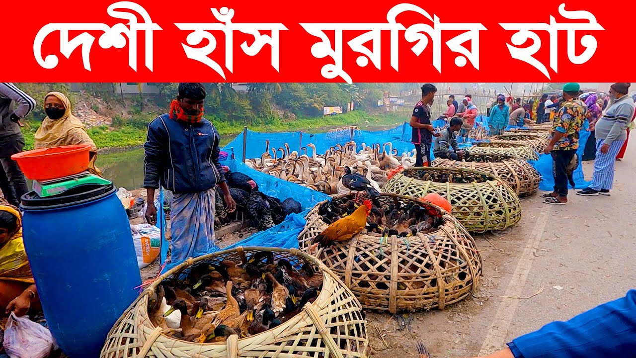 দেশী হাঁস মুরগির হাট | Deshi Has Murgir Hat | Meradiya Hat | Village Market in Bangladesh | Live Vil