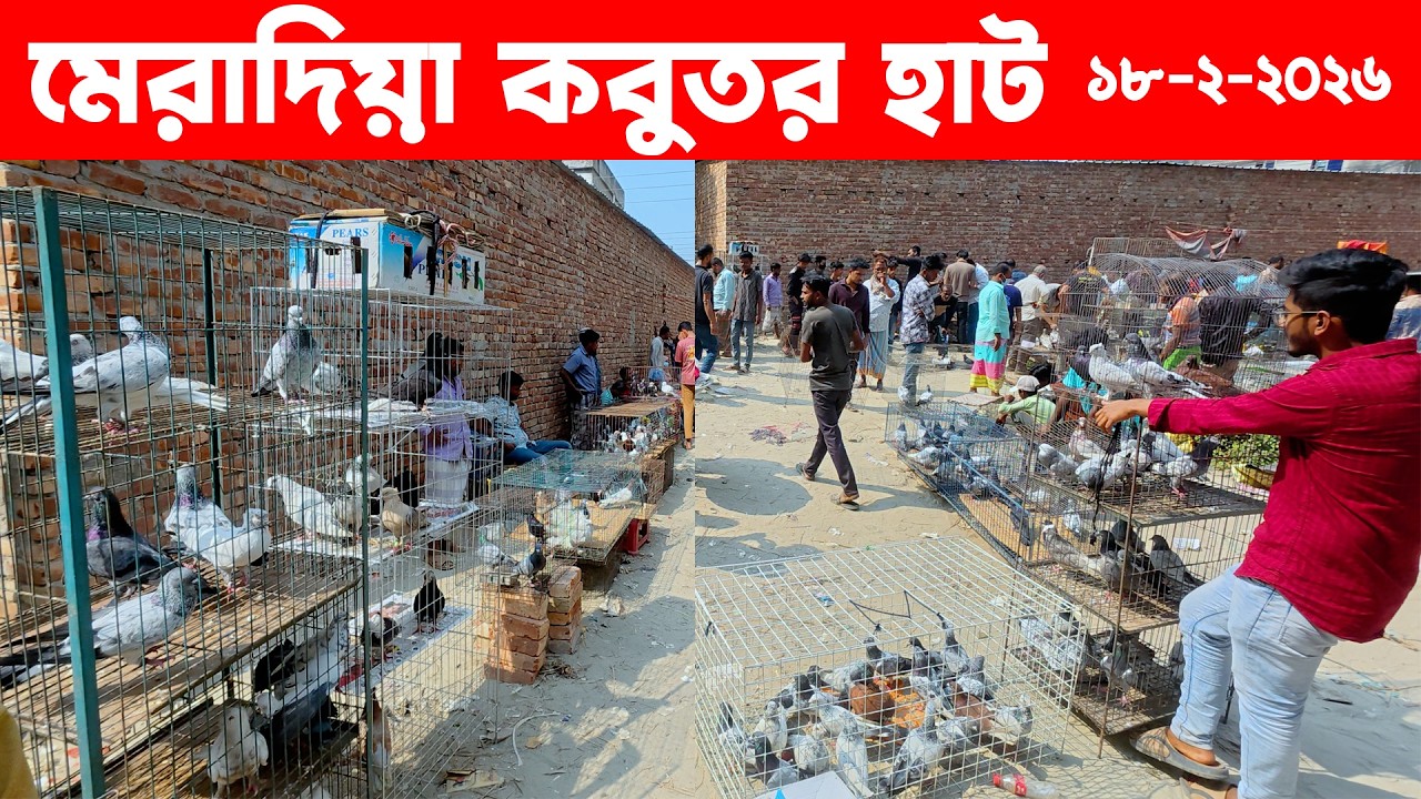 মেরাদিয়া কবুতর হাট ১৮-২-২০২৬ | Kobutor hat | Pigeon Market in Bangladesh | Meradiya Kobutor hat