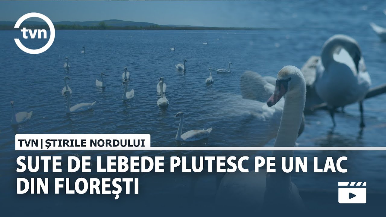 SUTE DE LEBEDE PLUTESC PE UN LAC DIN FLOREȘTI