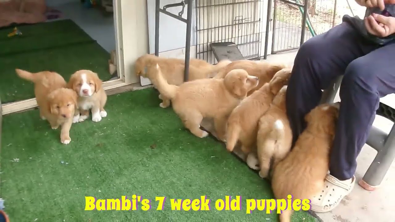 Bambi's 7 week old puppies