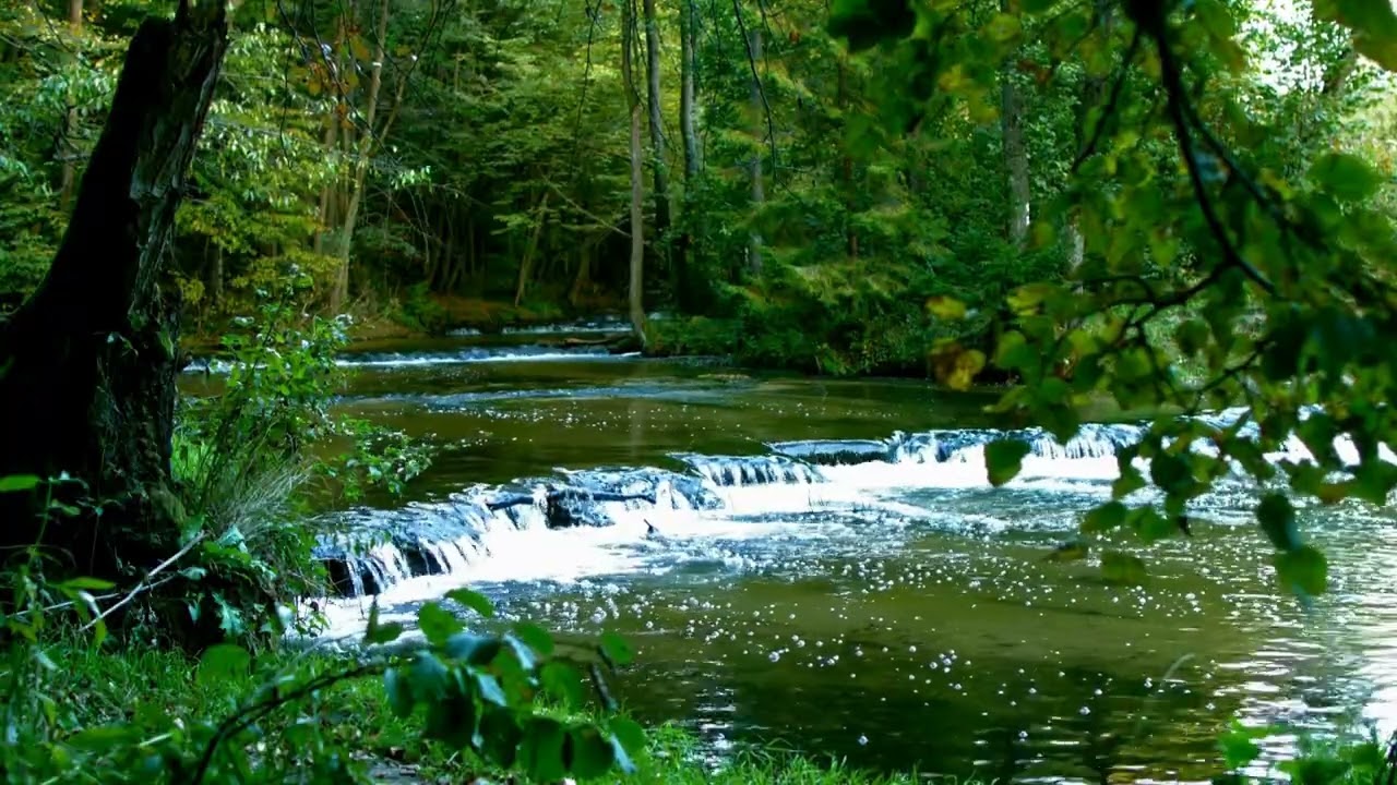 Peaceful Forest Stream Sounds 🌿 Relaxing Water Flow for Deep Sleep, Study & Stress Relief