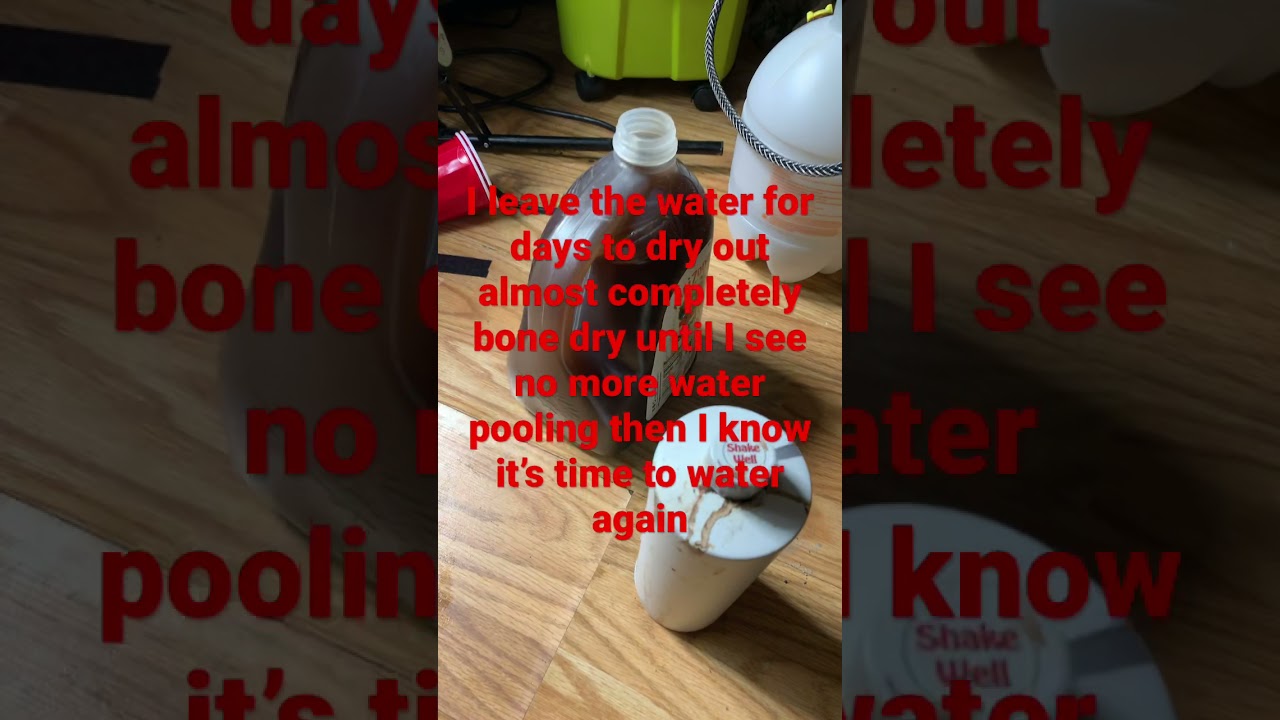Watering guide for cannabis plants indoors.
