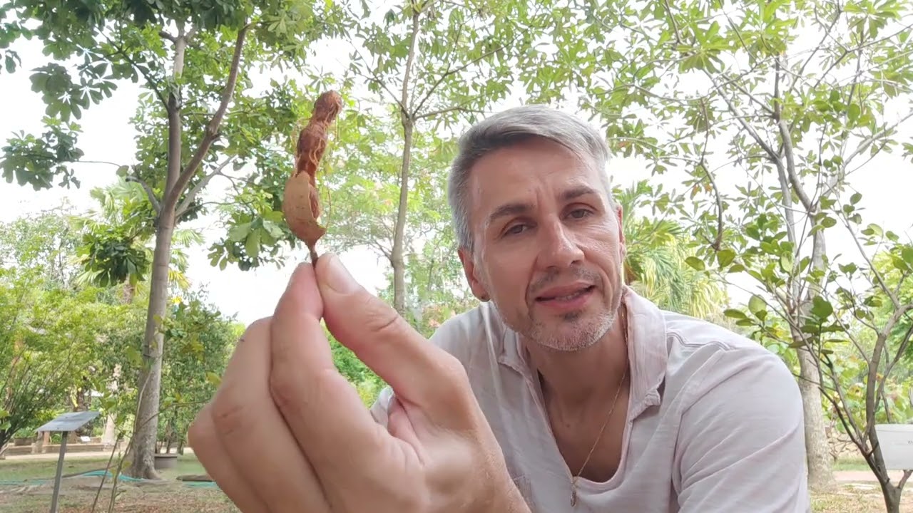 Тамаринд индийский или индийский финик. Tamarindus indica.
