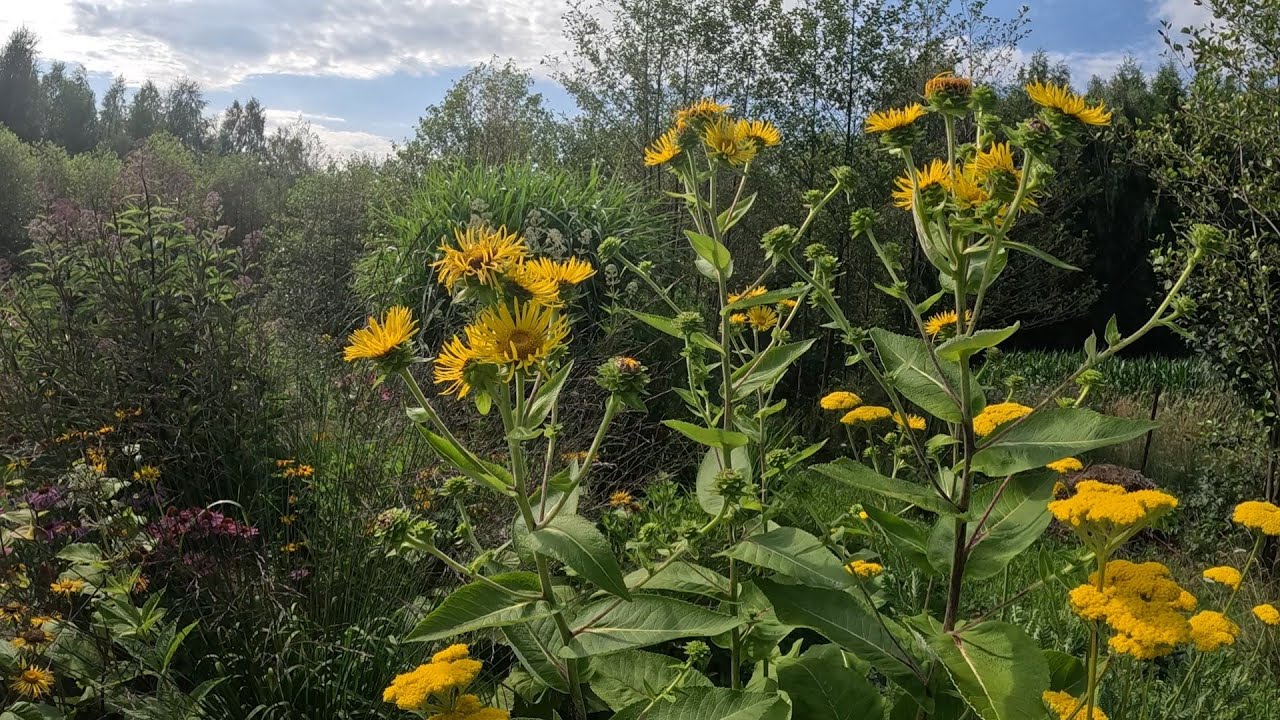 Druga część lipcowego spaceru w moim ogrodzie, rudbekie,  jeżówki,  oman wielki, pysznogłówka.