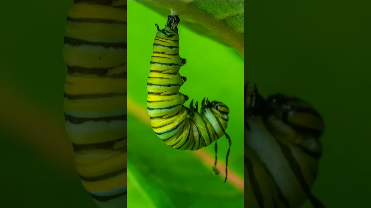 How Caterpillar Becomes A Beautiful Butterfly #nature