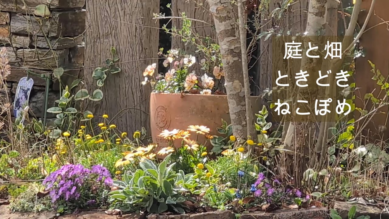 庭と畑ときどきねこぽめ　春の庭と畑の準備　DIY