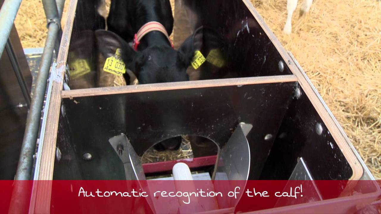Urban CalfMom Alma ENGLISH 720p