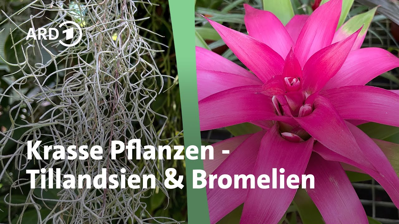 Bromelien und Tillandsien: Pflegetipps für die exotischen Zimmerpflanzen | MDR Garten