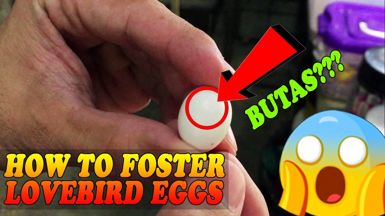 HOW TO FOSTER AFRICAN LOVEBIRD EGGS | PINA FOSTER KO NA 2 ITLOG NG DF EUWING NATIN SA GREEN DILUTE