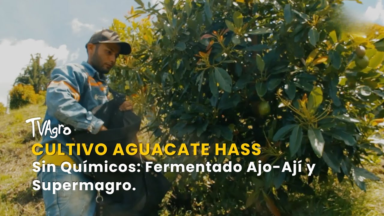 Cultivo Aguacate Hass Sin Qu&iacute;micos: Fermentado Ajo-Aj&iacute; y Supermagro - TvAgro por Juan Gonzalo Angel