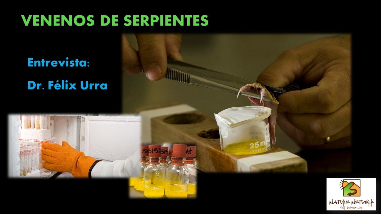 SERPIENTES VENENOSAS DE SUDAMERICA