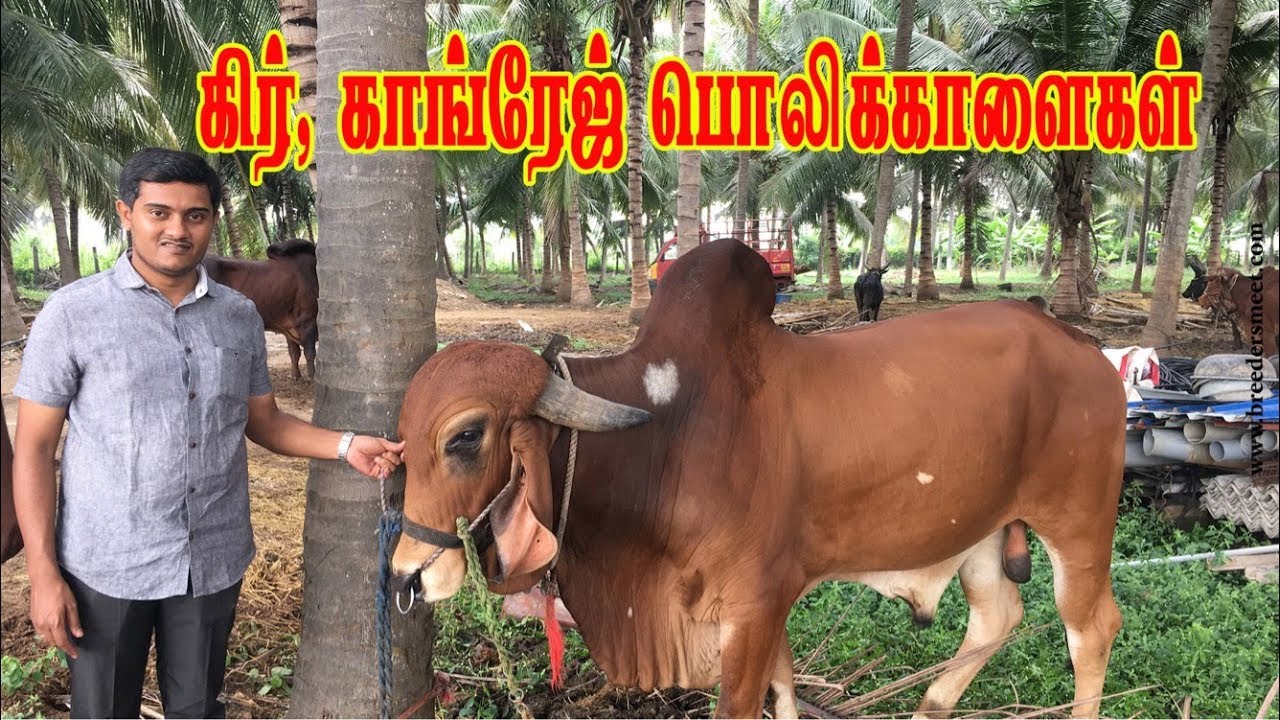 கிர் மற்றும் காங்ரேஜ் பொலிக்காளைகள் | Gir and Kankrej Bull