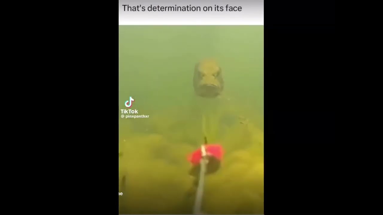 That&rsquo;s determination on his face #meme #fish