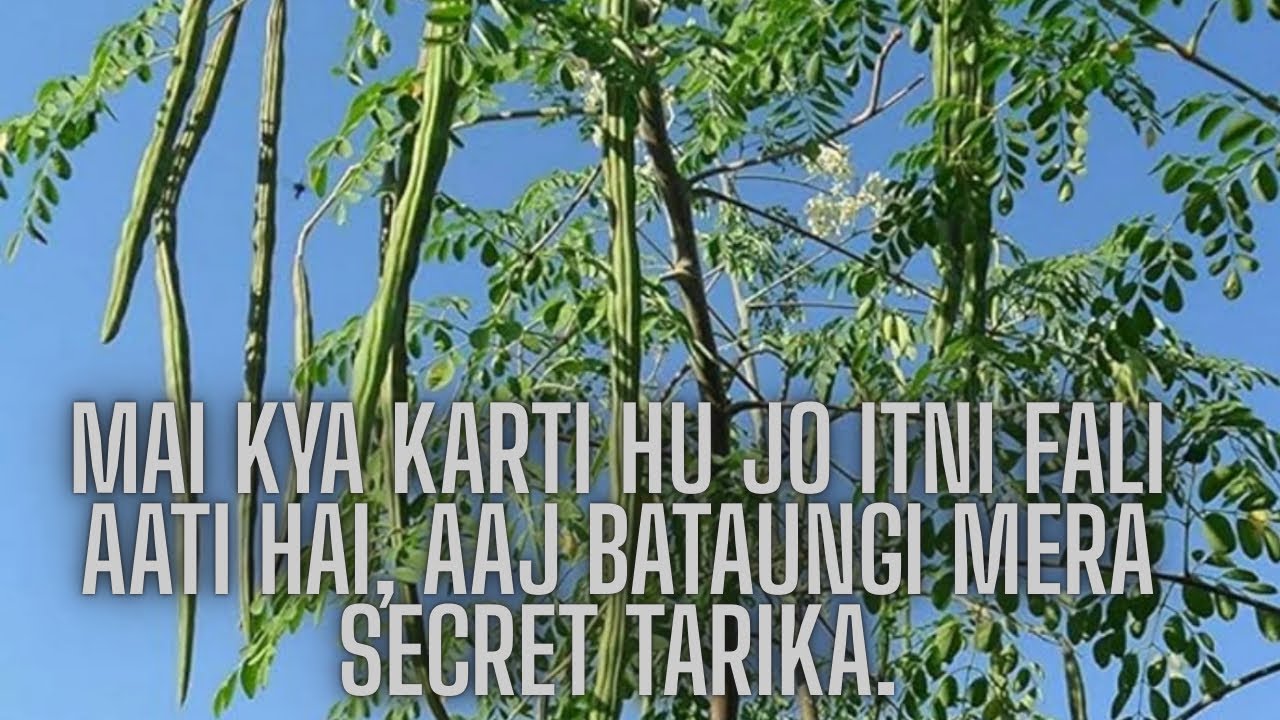 Mai Kya karti hu Jo itni fali aati hai, aaj bataungi mera secret tarika.