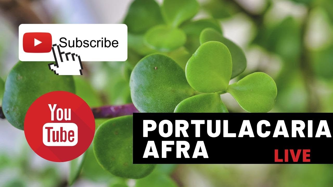 Dwarf jade bonsai demo