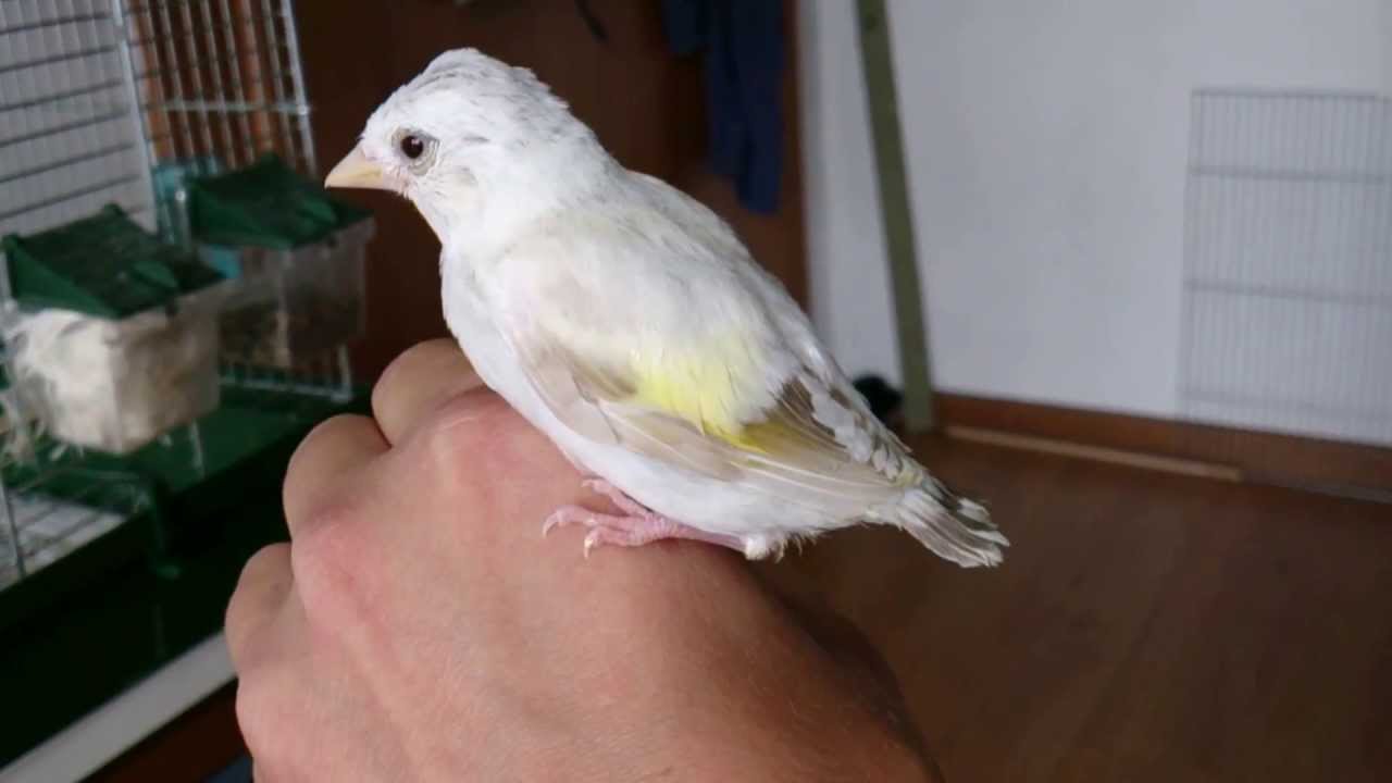 Carduelis Major Breeding-Zucht-Allevamento 2013  Young Satinet