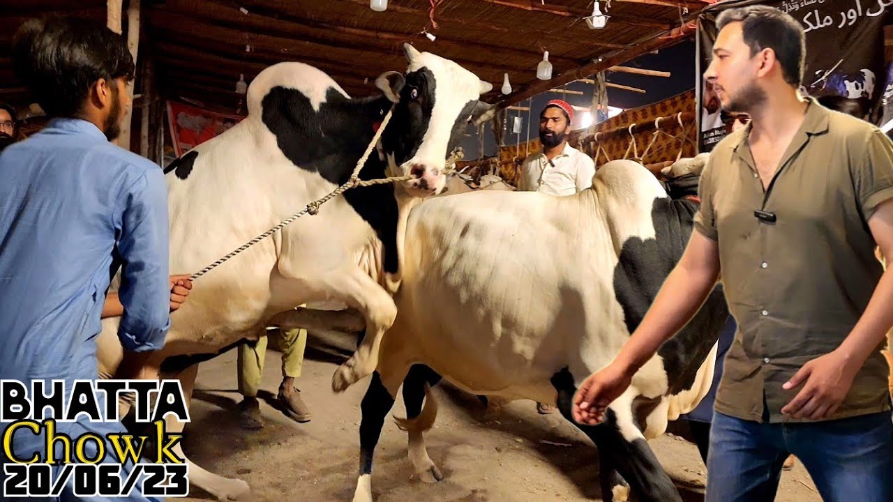 Bhatta Chowk Mandi 2023 (Vlog 01) - Bakra Mandi 2023 - Fateh Jang Bulls 2023 - Angry Bulls