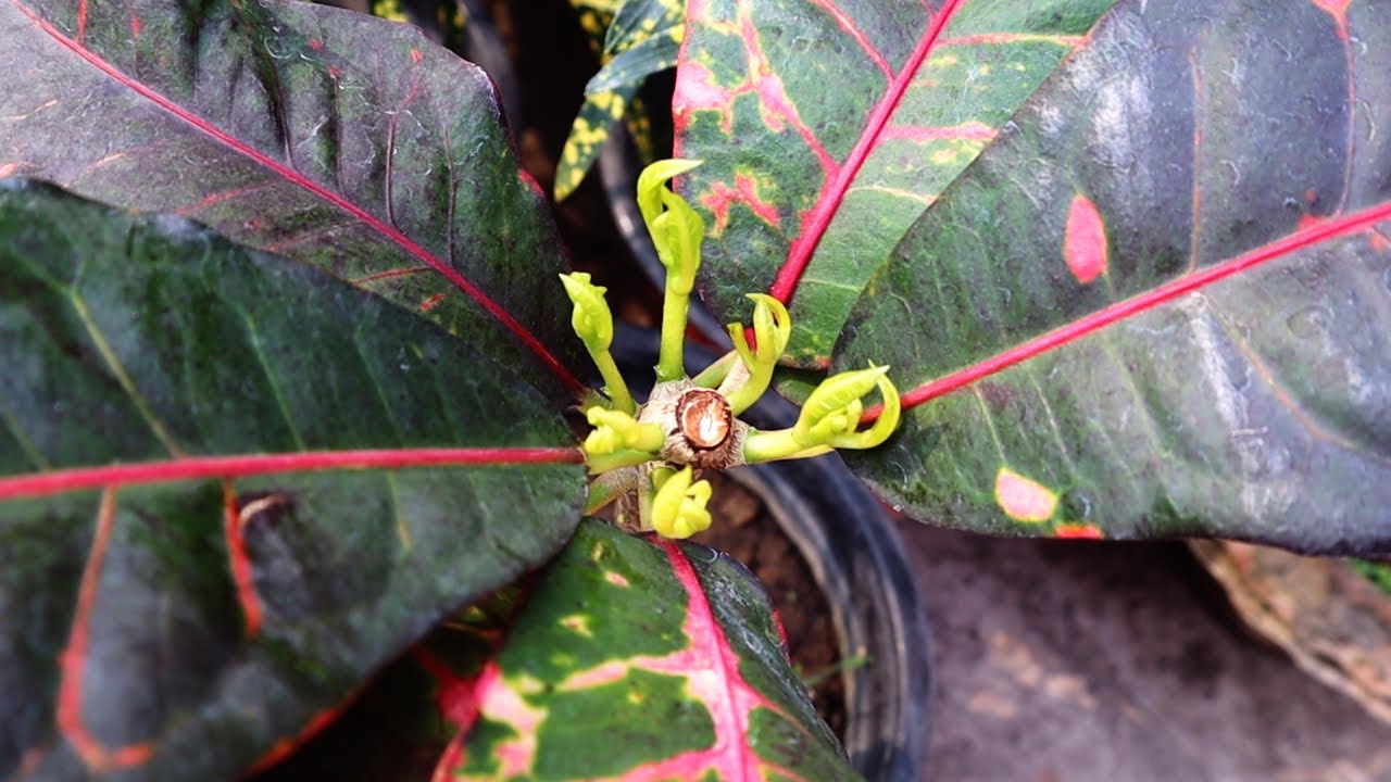 How to grow croton from cutting
