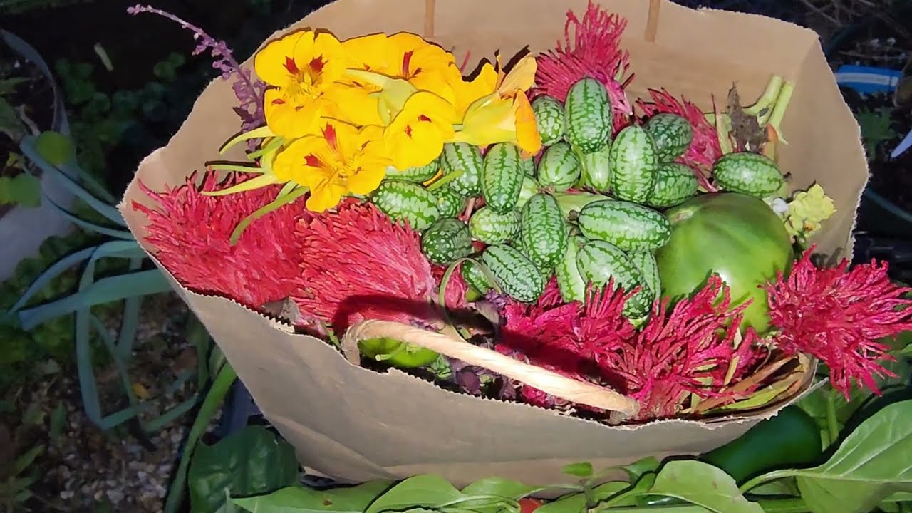 Pre-Frost Back-Back Garden Harvest 25 October 2025 #raisedbedgarden #zone6a #fallgarden