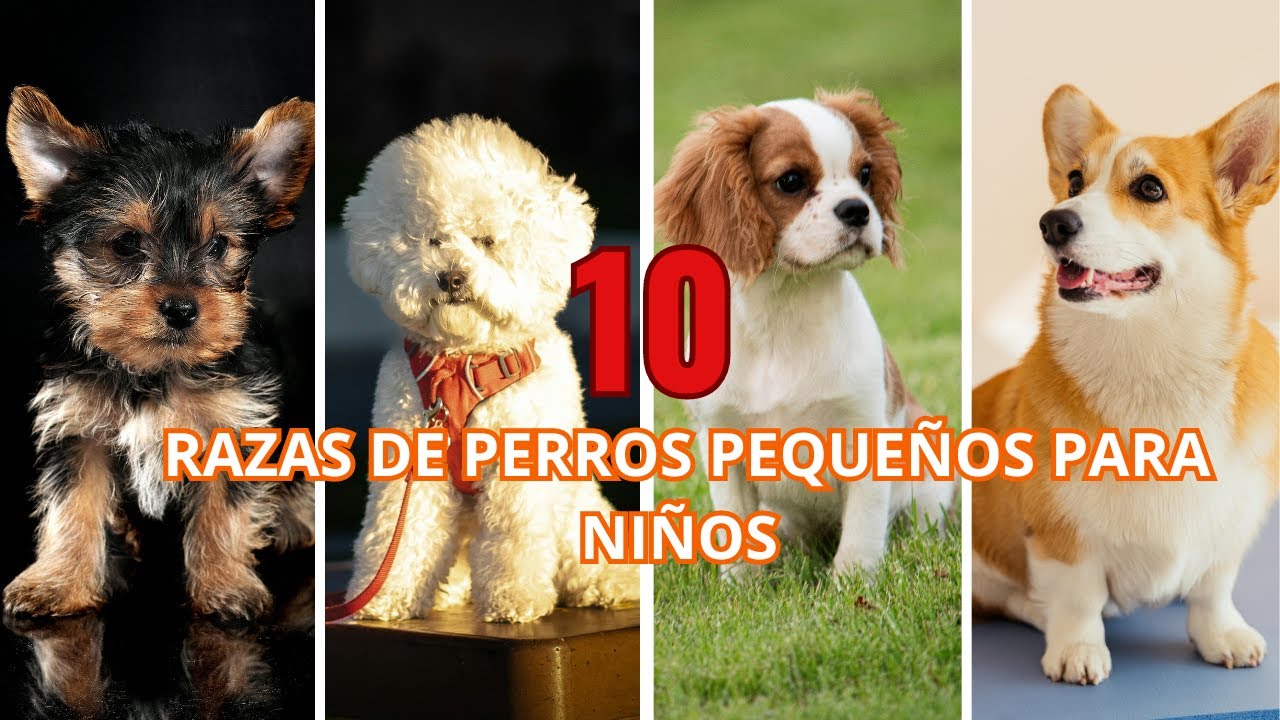 10 MEJORES Razas de Perros Pequeños PARA NIÑOS - (ADORABLES)