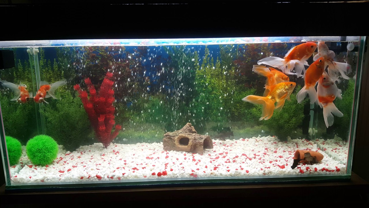 300 literes Aranyhalas akvarium