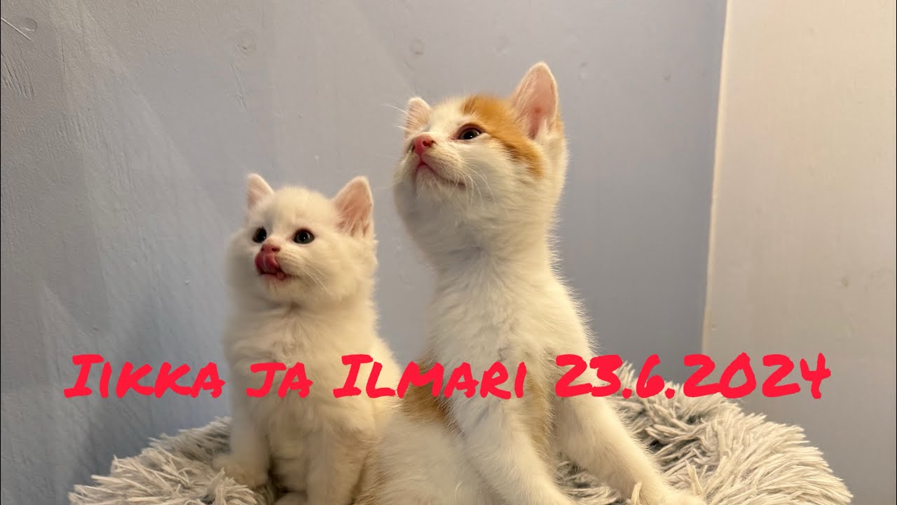 Kissat Iikka ja Ilmari Vierashuone. 23.6.2024