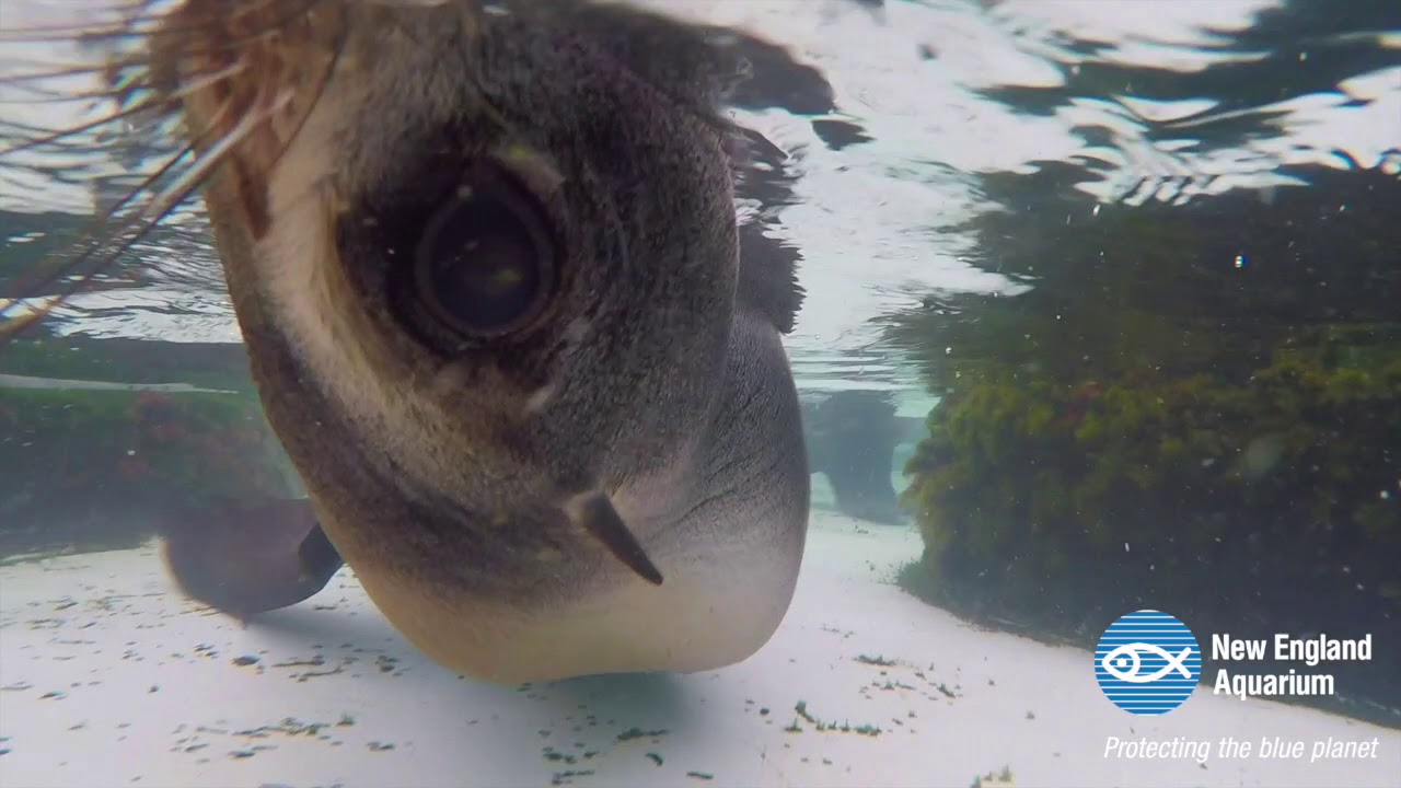Underwater with the Northern Fur Seals