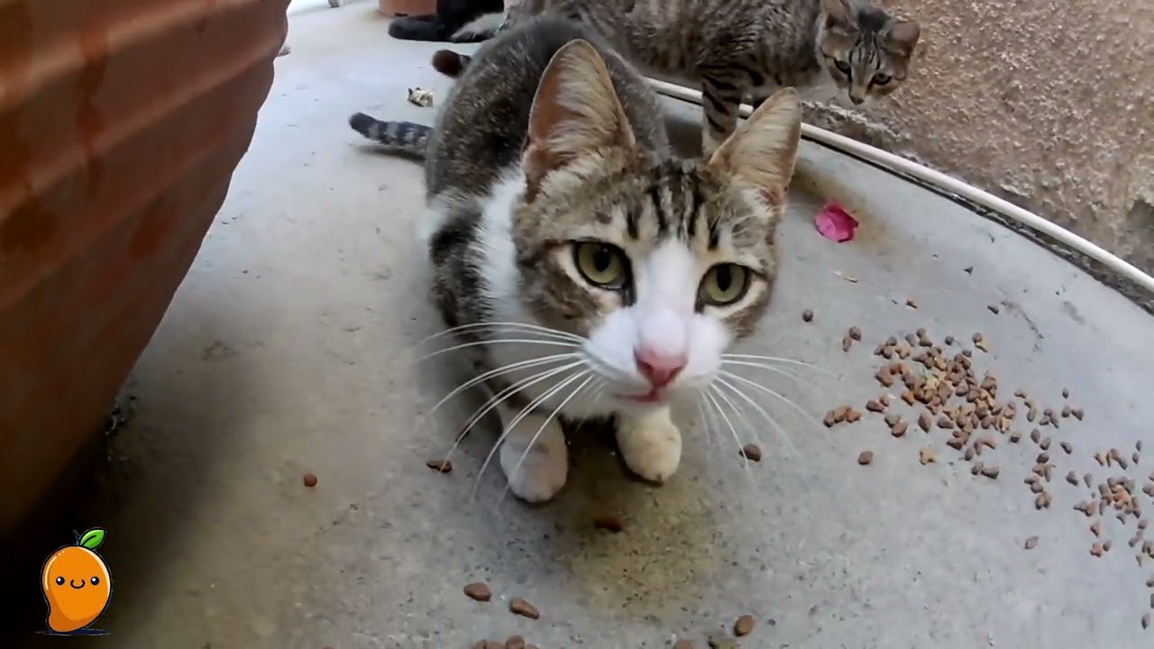 Feeding Rescue Cats! 😍 ASMR Crunchy Food Sounds.