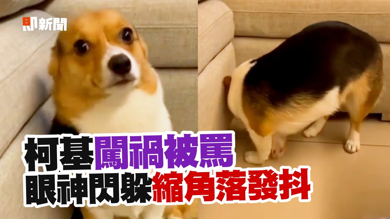柯基闖禍被罵「欠修理」躲沙發角落瑟瑟發抖🤣｜寵物動物｜狗狗｜精選影片
