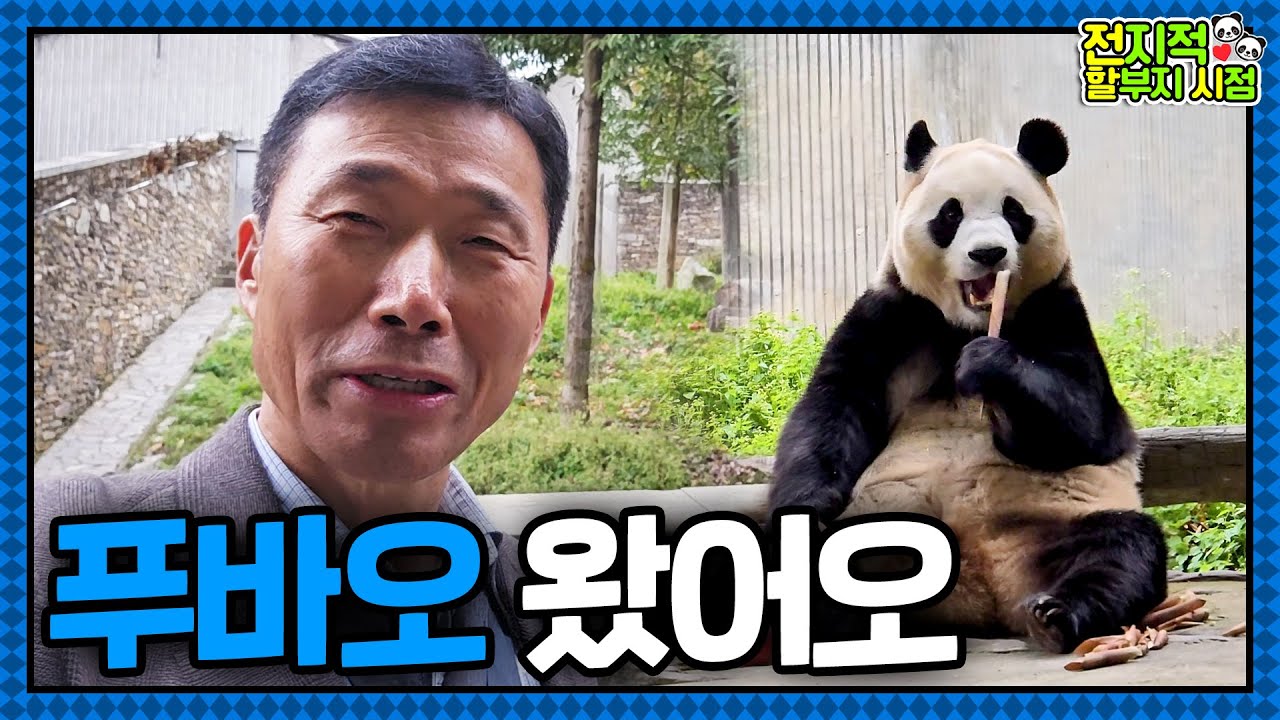 Сегодня — День Фу! Дедушка и панда-малышка Фу Бао снова вместе🐼