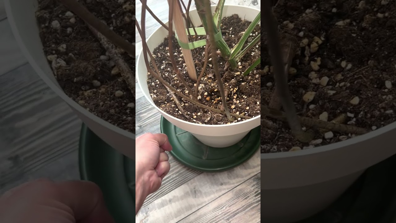 Plant roots الجذور الهوائية للنبات￼