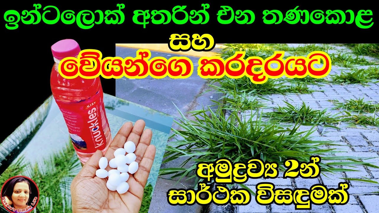 කරදරකාරී වේයන්ට සහ මිදුලේ තණකොළවලට සාර්ථක සරල සංයෝගයක් Simple solution for Grass and Termites Kusala