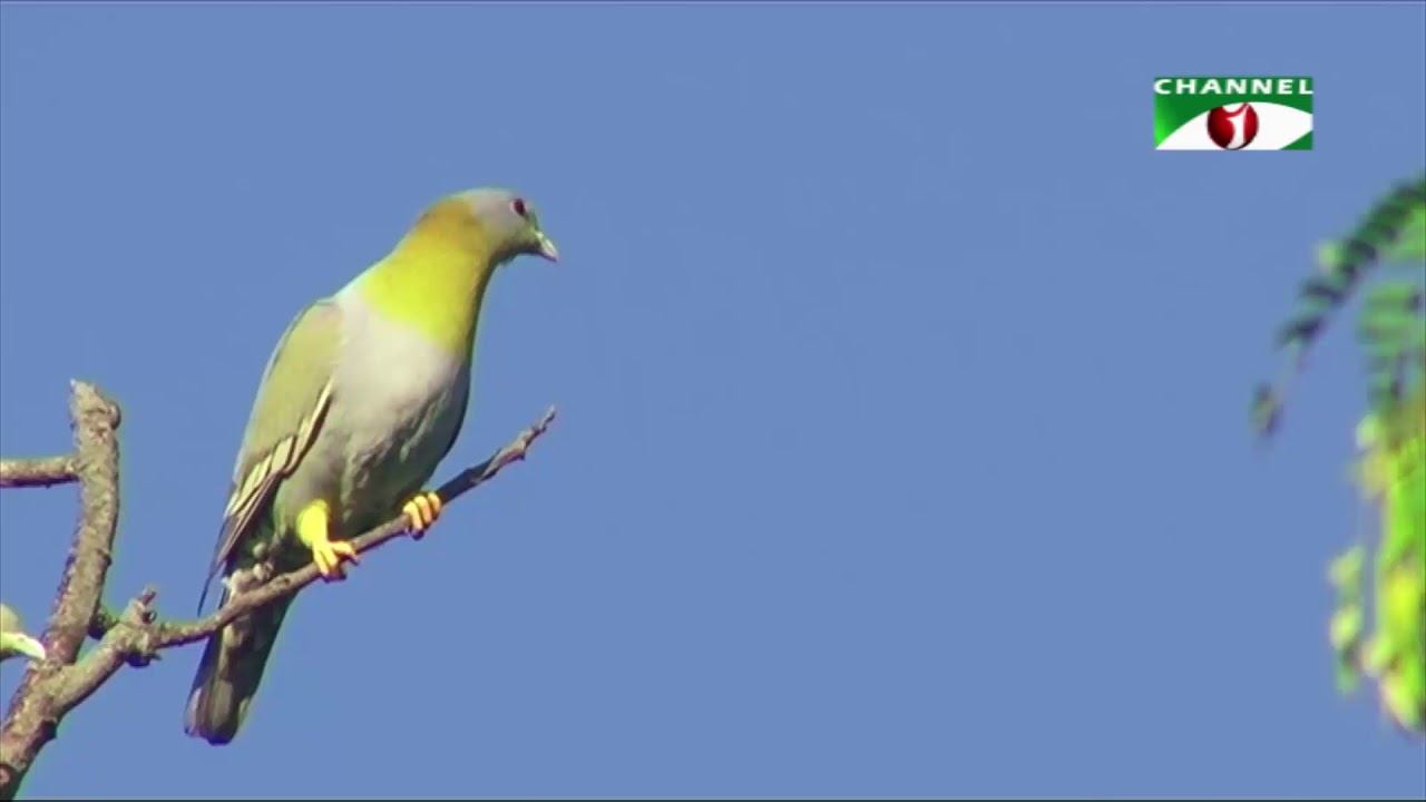 দিন দিন বিপন্ন হয়ে পড়ছে হরিয়াল পাখি