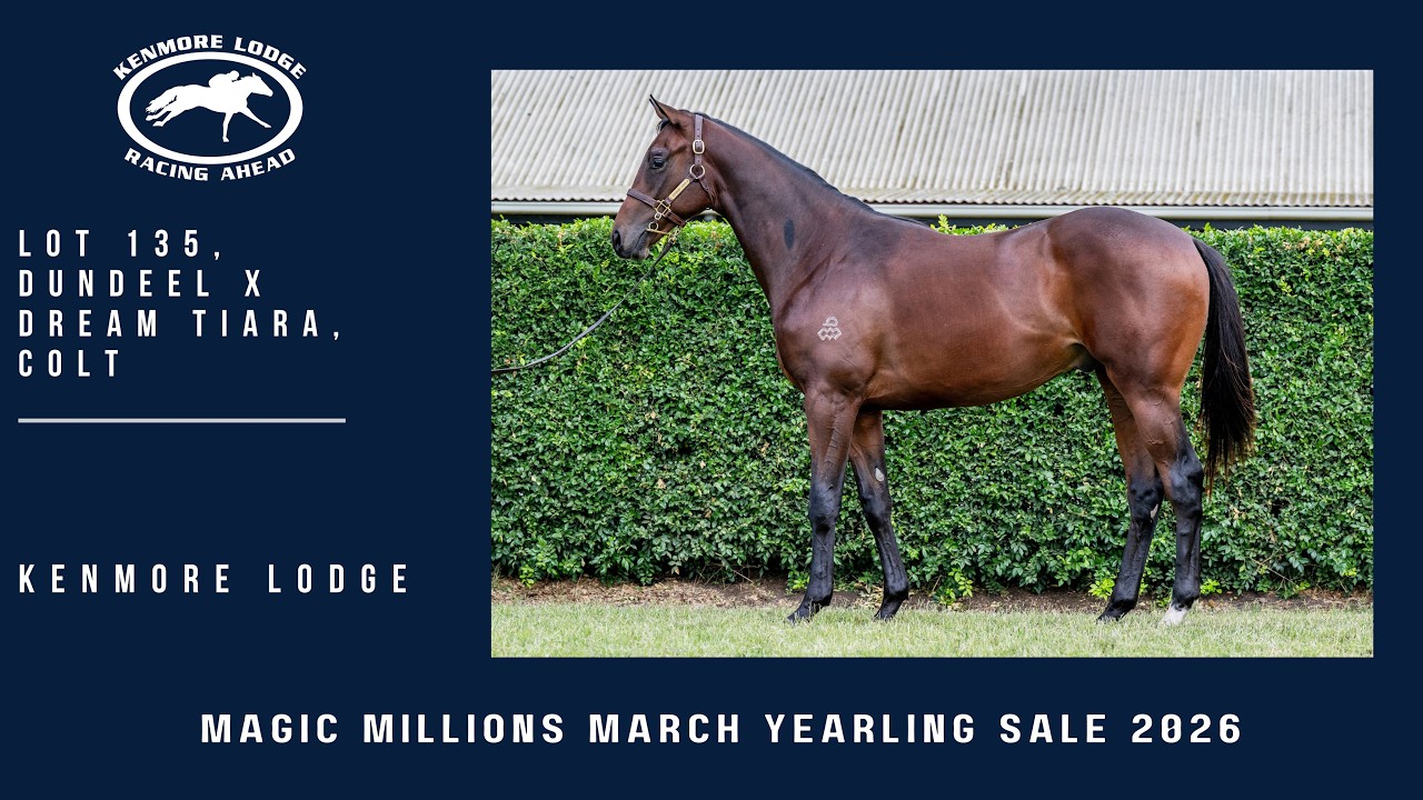 Lot 135 Dundeel x Dream Tiara Colt from Kenmore Lodge