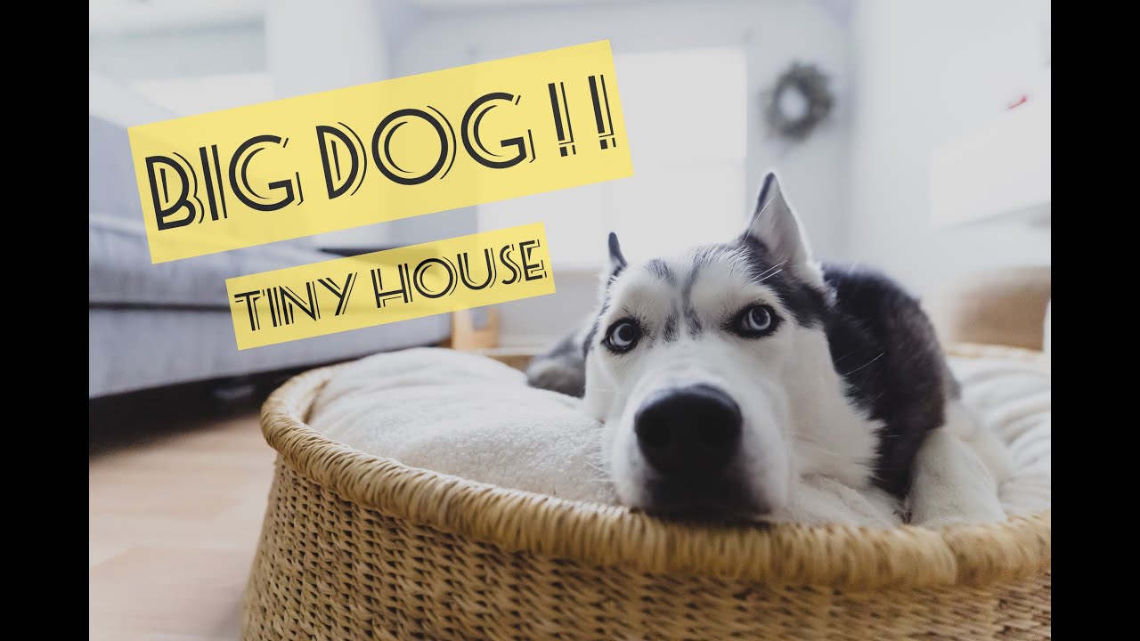 Tiny home BIG DOG! How to have use small space for big animals