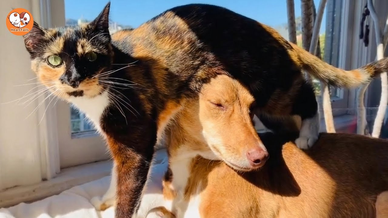 This Rescue Dog Became a Deaf Cat’s Hearing — A Story You’ll Never Forget