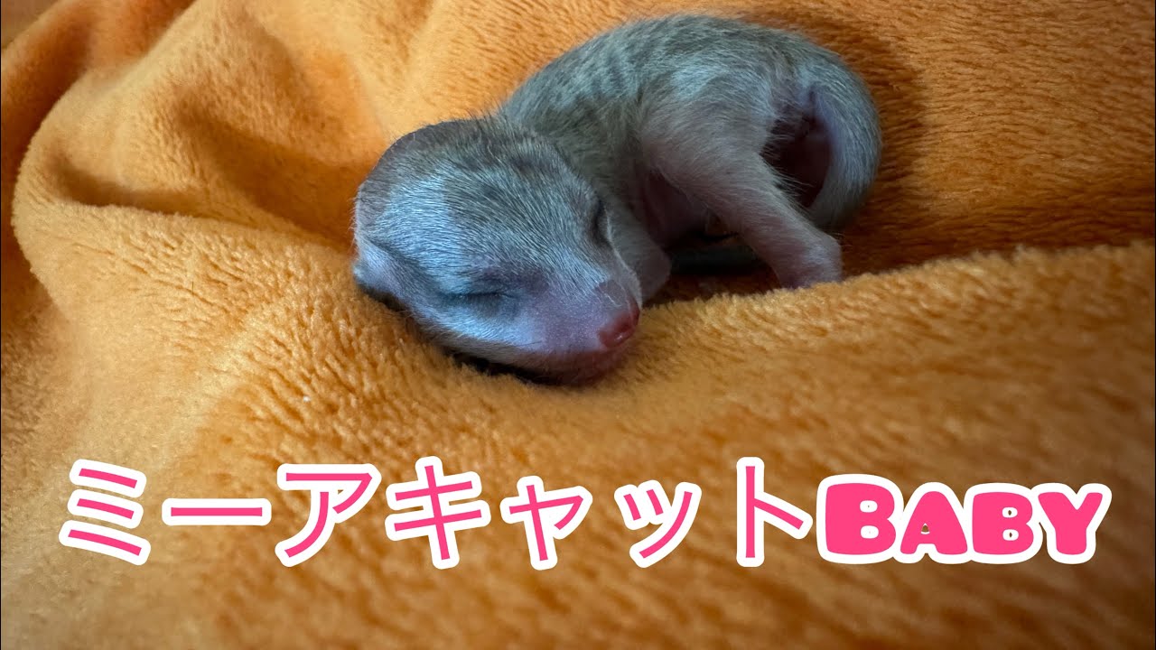ミーアキャットの出産記録